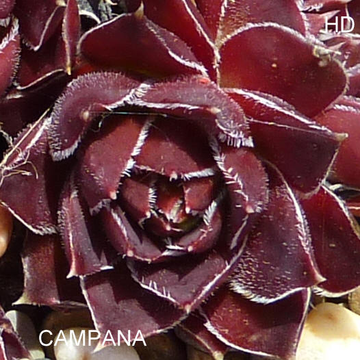 Campana / Jovi