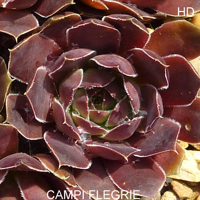 Campi Flegrie / Jovi