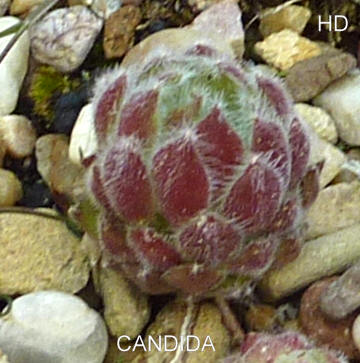 Candida
