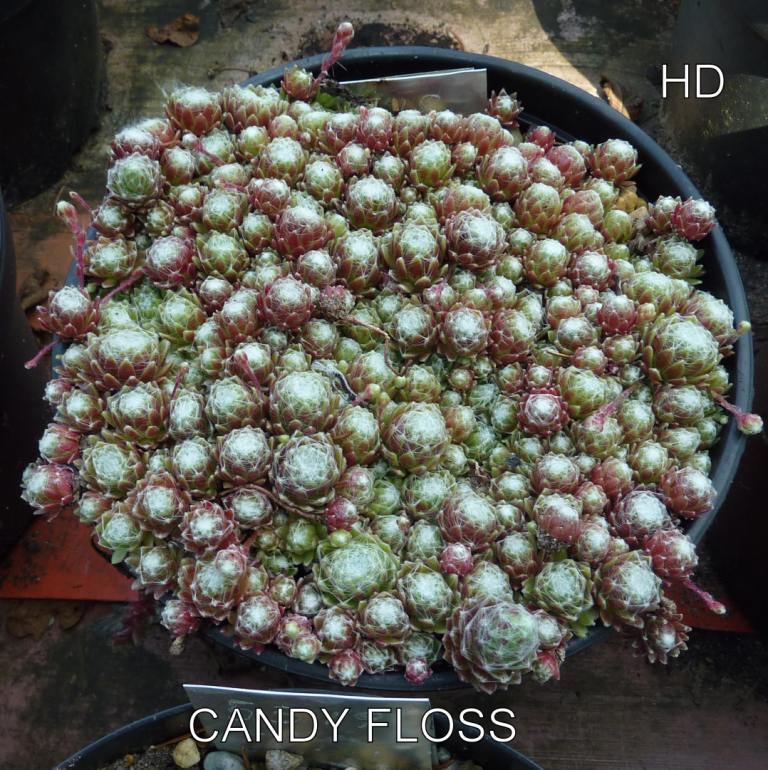 Candy Floss