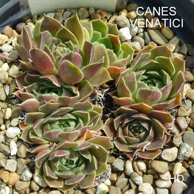 Canes Venatici / Jovi