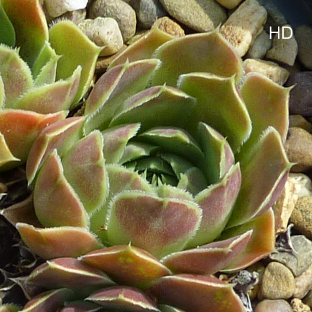Canes Venatici / Jovi