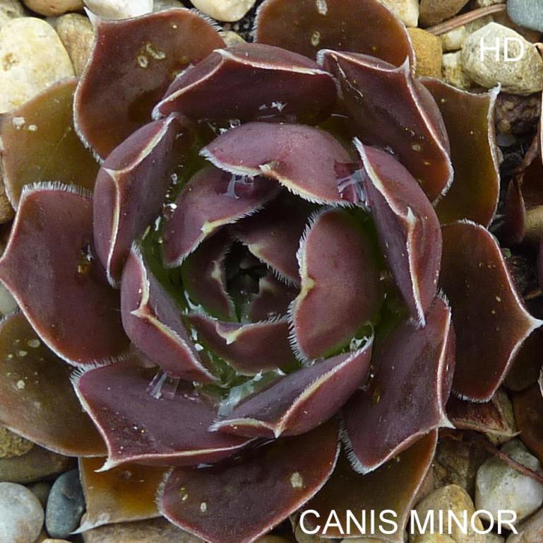 Canis Minor / Jovi