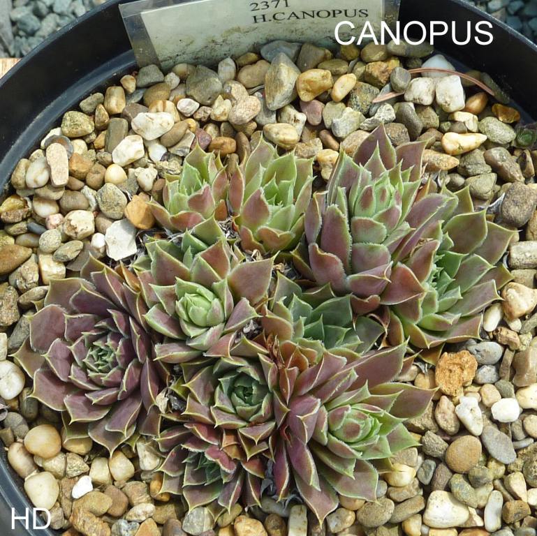 Canopus / Jovi