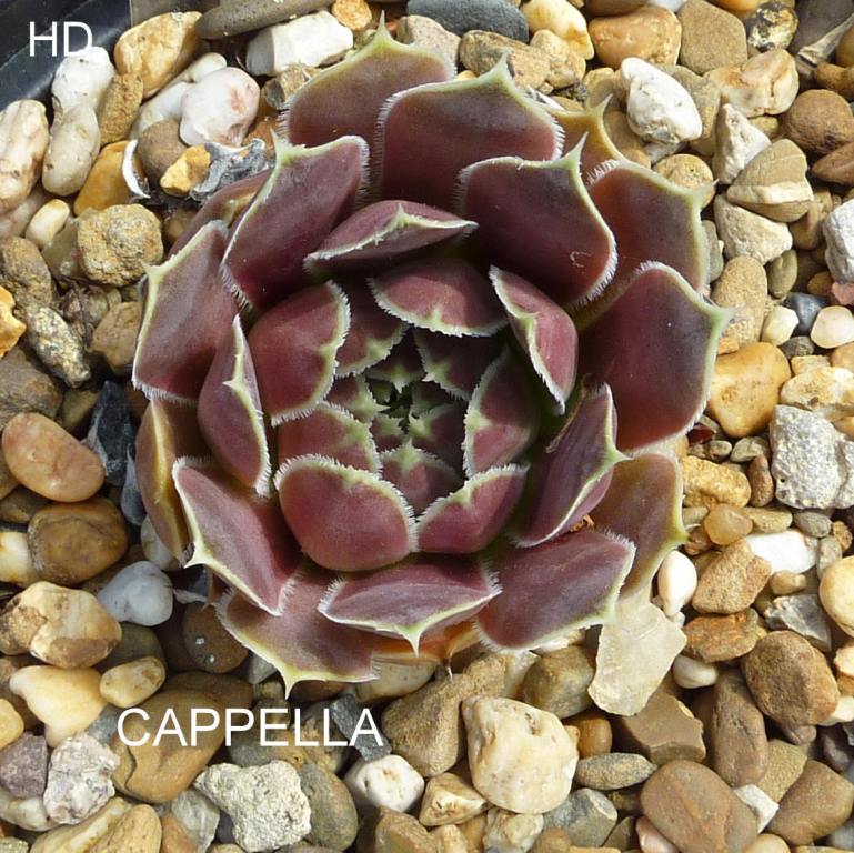 Cappella / Jovi