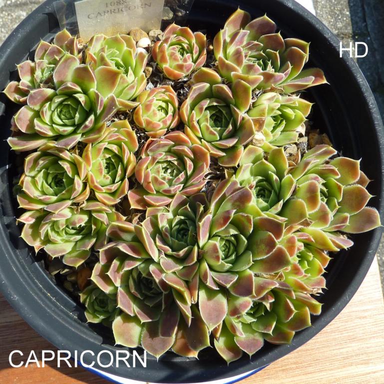 Capricorn / Jovi