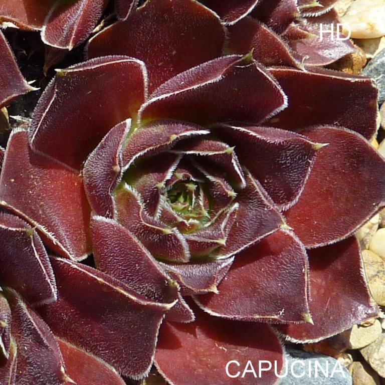 Capucina / Jovi