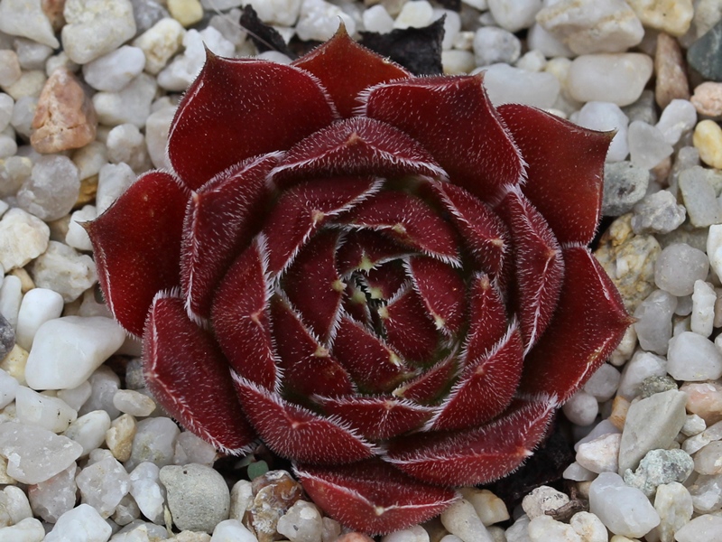 Capucina / Jovi