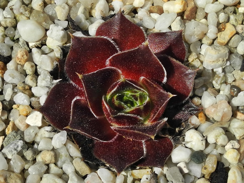 Capucina / Jovi