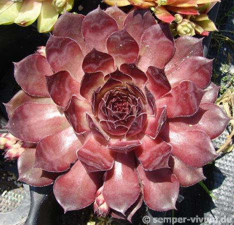 Caracallia