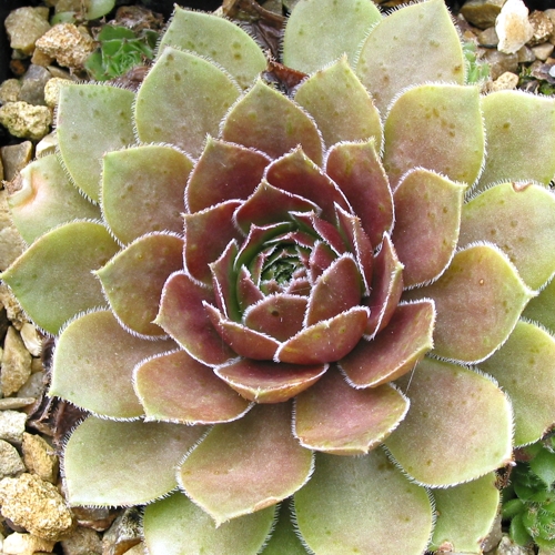 Caramel