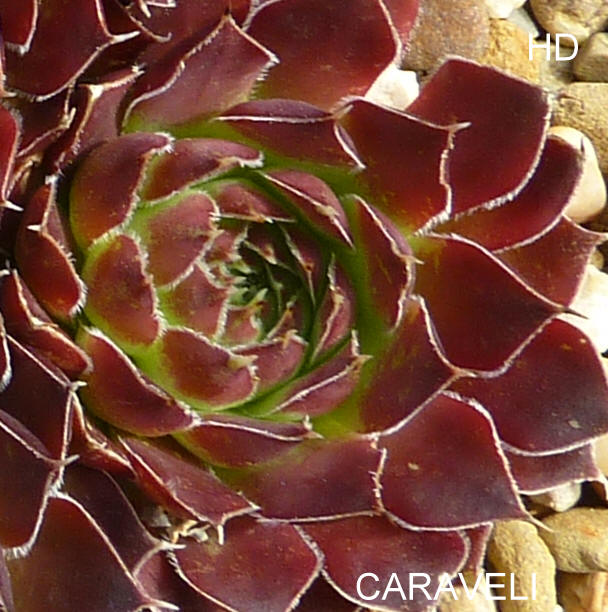 Caraveli / Jovi