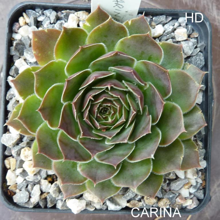 Carina / Jovi