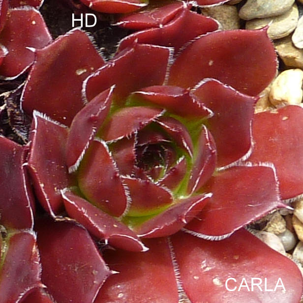 Carla / Jovi