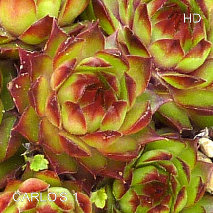 Carlo's I