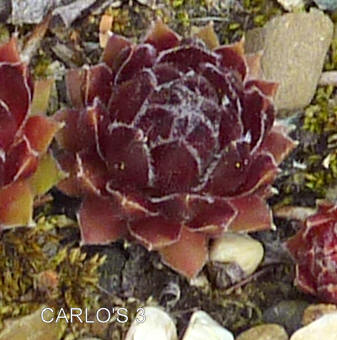 Carlo's III