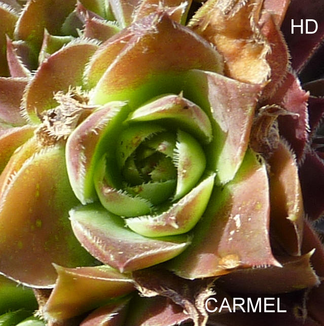 Carmel / Jovi