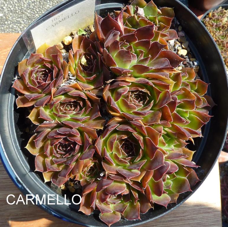 Carmello / Jovi