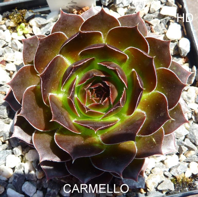 Carmello / Jovi