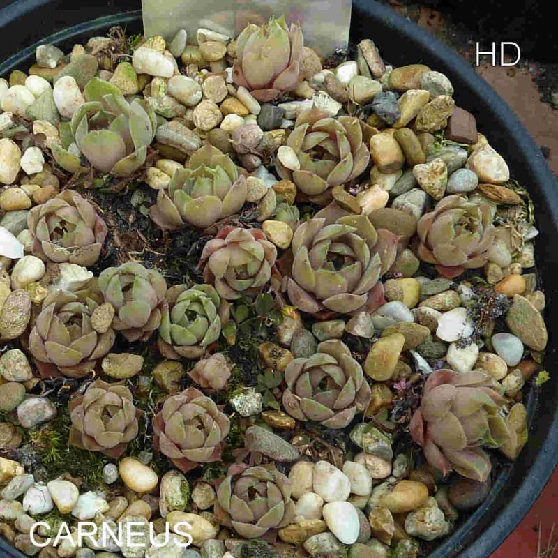 Carneus