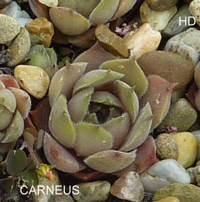 Carneus