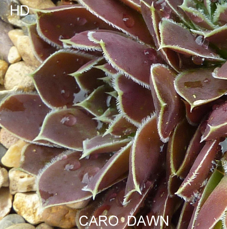 Caro Dawn / Jovi