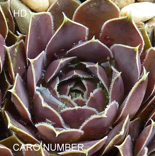 Caro Number / Jovi