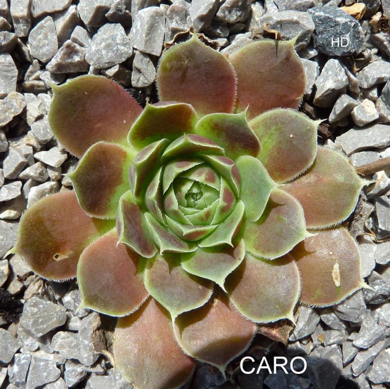 Caro / Jovi