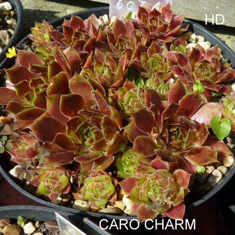 Caro Charm