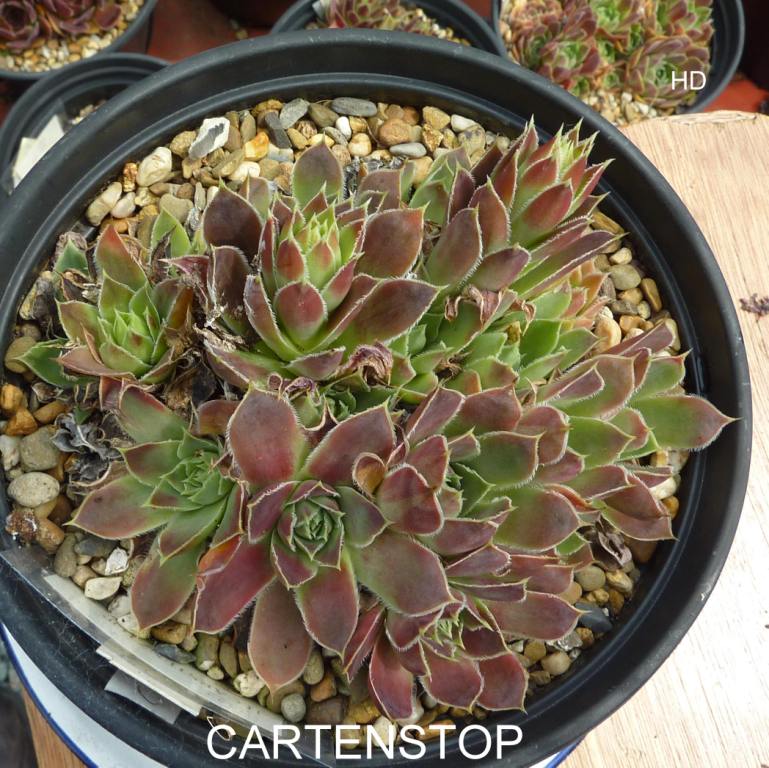 Cartenstop / Jovi