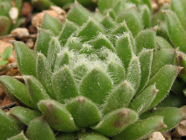 Caspara