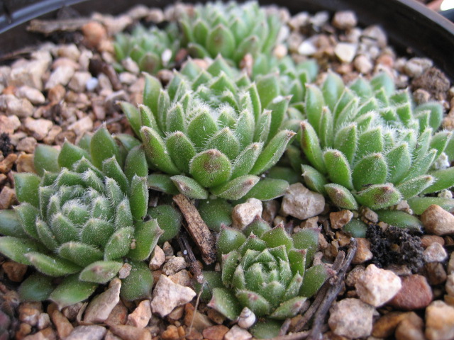 Caspara