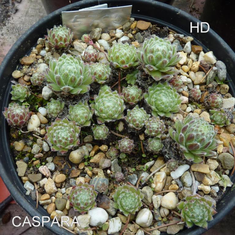 Caspara