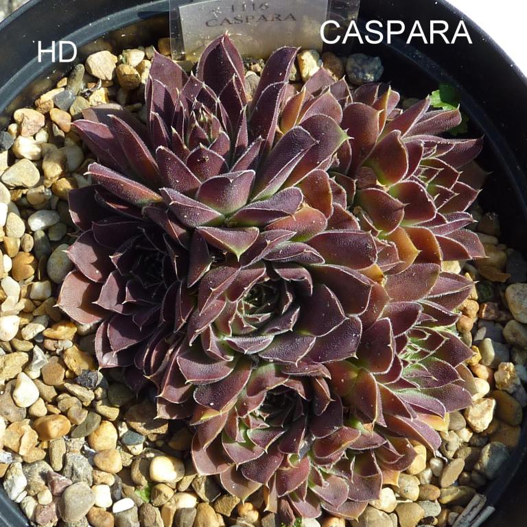 Caspara / Jovi