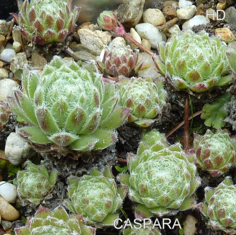 Caspara