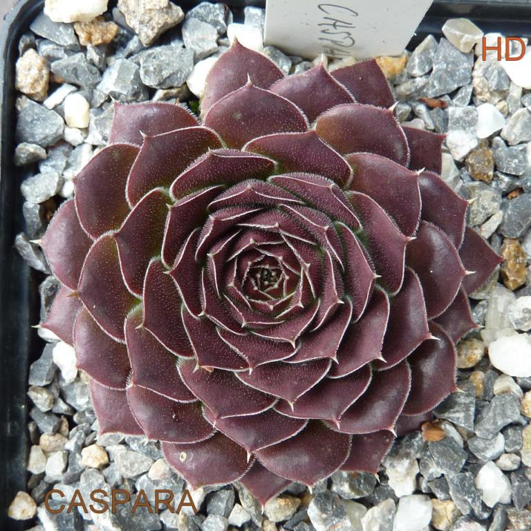 Caspara / Jovi