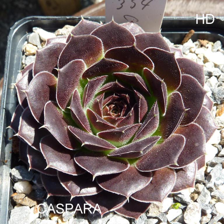 Caspara / Jovi