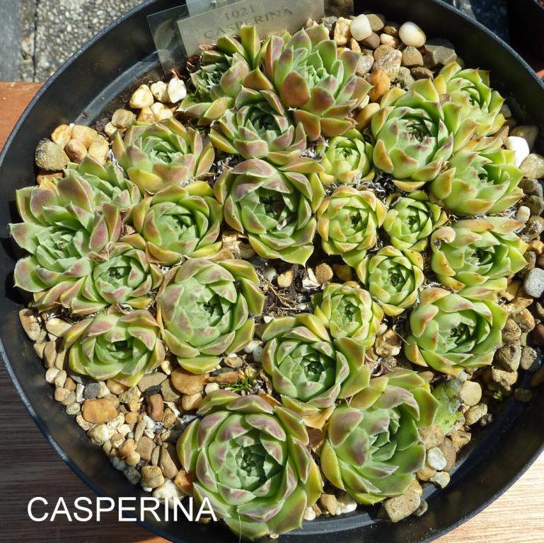 Casperina / Jovi