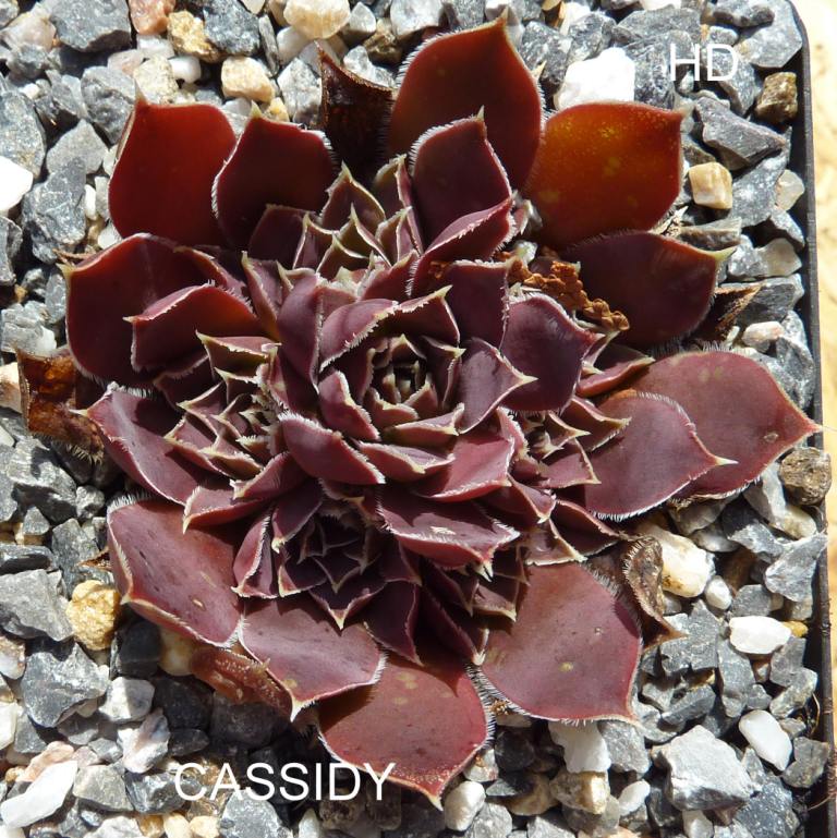 Cassidy / Jovi