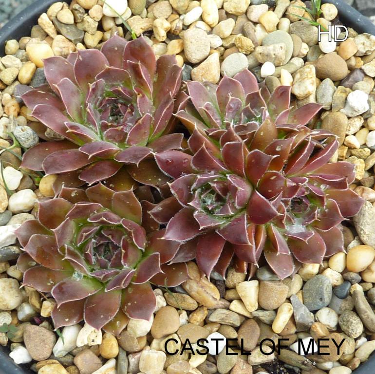 Castle of Mey / Jovi
