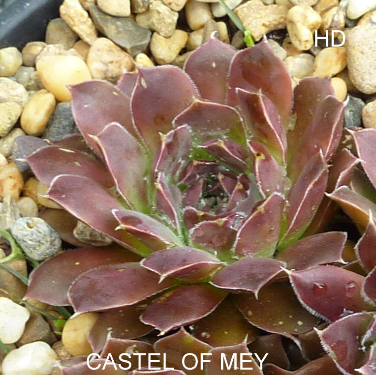 Castle of Mey / Jovi