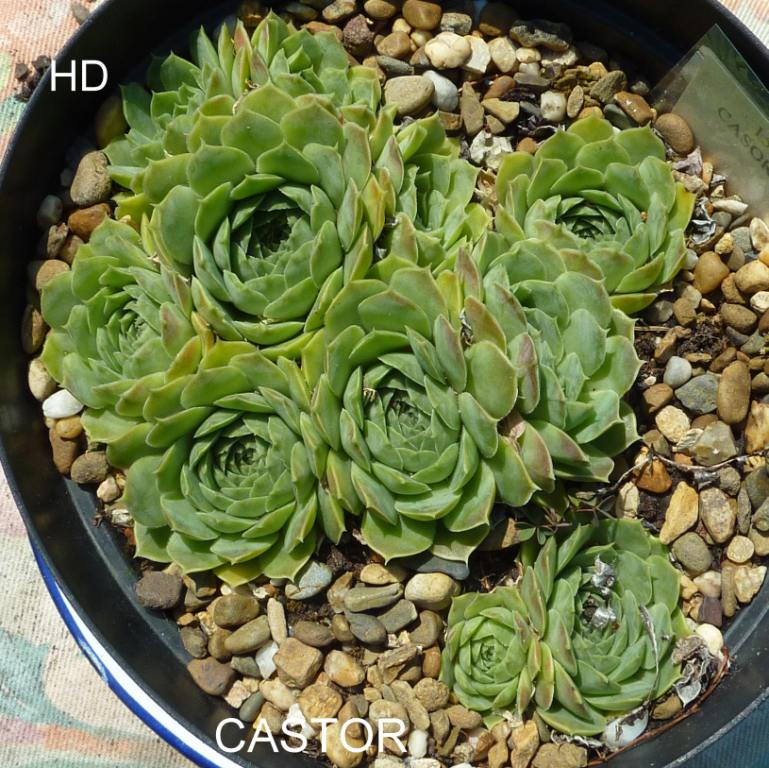 Castor / Jovi