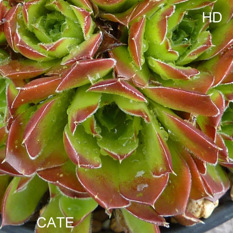 Cate / Jovi