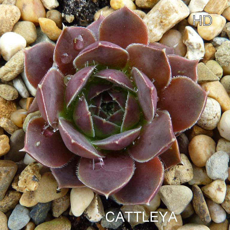 Cattleya / Jovi