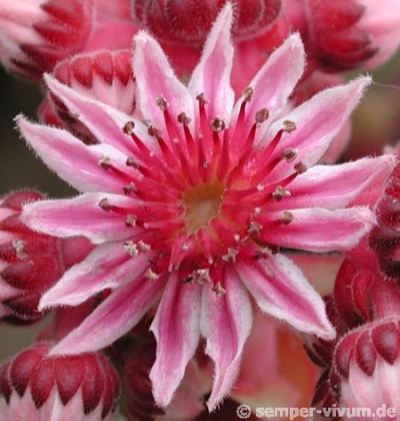 caucasicum from Tscheget