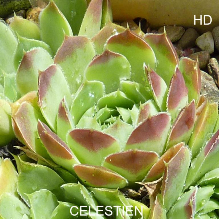 Celestien / Jovi
