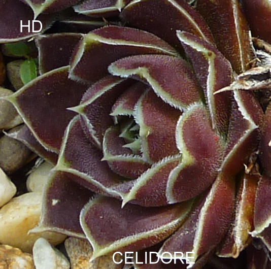 Celidore / Jovi