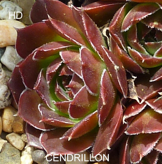 Cendrillon / Jovi