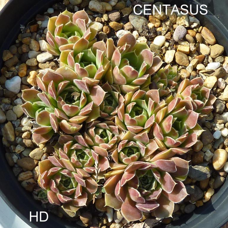 Centasus / Jovi
