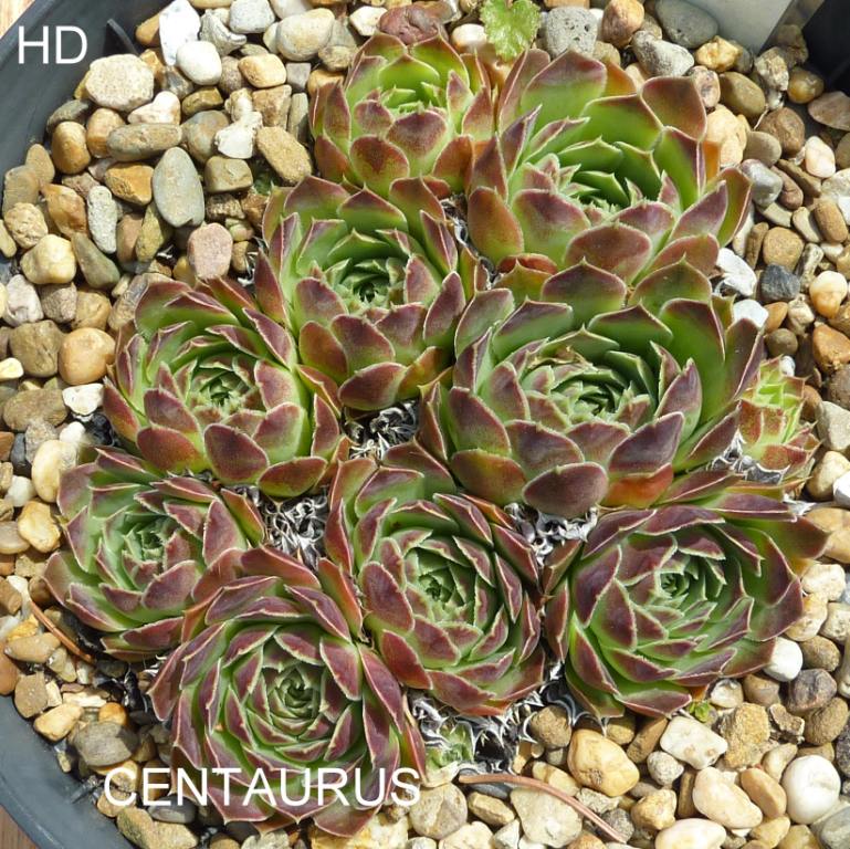 Centaurus / Jovi
